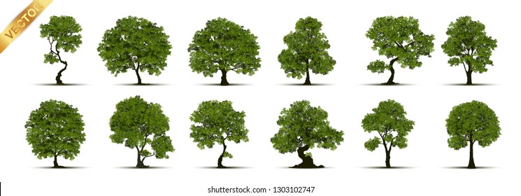 Collection of tree,trees isolated on white background.
