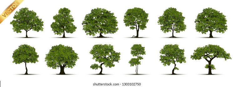 Collection of tree,trees isolated on white background.
