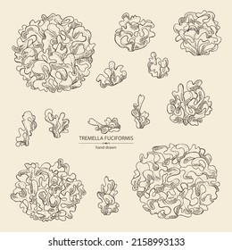 Collection of tremella fuciformis: piece of mushroom, tremella fuciformis mushrooms. Vector hand drawn Mushroom illustrations