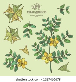 Sammlung tribulus terrestris: Blumen von tribulus terrestris, Ast und Blättern. Kosmetische und medizinische Pflanze. Vektorgrafik, handgezeichnet. 