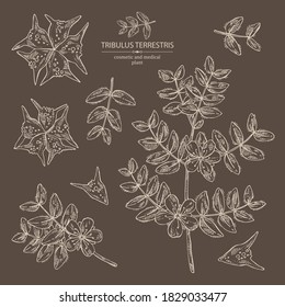 Sammlung tribulus terrestris: Blumen von tribulus terrestris, Ast und Blättern. Kosmetische und medizinische Pflanze. Vektorgrafik, handgezeichnet. 