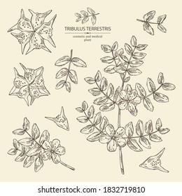 Sammlung tribulus terrestris: Blumen von tribulus terrestris, Ast und Blättern. Kosmetische und medizinische Pflanze. Vektorgrafik, handgezeichnet. 