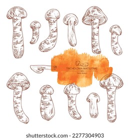 Collection of tricholoma matsutake: piece of matsutake, tricholoma matsutake mushrooms. Vector hand drawn mushroom illustrations