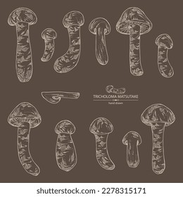 Collection of tricholoma matsutake: piece of matsutake, tricholoma matsutake mushrooms. Vector hand drawn mushroom illustrations