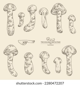 Collection of tricholoma matsutake: piece of matsutake, tricholoma matsutake mushrooms. Vector hand drawn mushroom illustrations