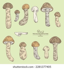 Collection of tricholoma matsutake: piece of matsutake, tricholoma matsutake mushrooms. Vector hand drawn mushroom illustrations