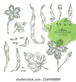 Collection of trichosanthes japonica: leaves, flower, plan and trichosanthes japonica root. Trichosanthes kirilowii. Cosmetic, perfumery and medical plant. Vector hand drawn illustration.