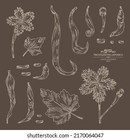 Collection of trichosanthes japonica: leaves, flower, plan and trichosanthes japonica root. Trichosanthes kirilowii. Cosmetic, perfumery and medical plant. Vector hand drawn illustration.