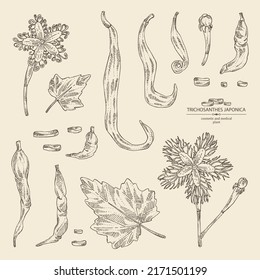 Collection of trichosanthes japonica: leaves, flower, plan and trichosanthes japonica root. Trichosanthes kirilowii. Cosmetic, perfumery and medical plant. Vector hand drawn illustration.