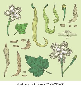 Collection of trichosanthes japonica: leaves, flower, plan and trichosanthes japonica root. Trichosanthes kirilowii. Cosmetic, perfumery and medical plant. Vector hand drawn illustration.