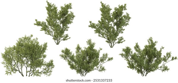 collection of tridentata plant isolated on white background