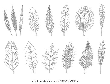 Collection of tropical abstract green isolated leaves. Botanical elements for marketing cosmetics spa or beauty care products. Leafs of exotic plant in coloring style