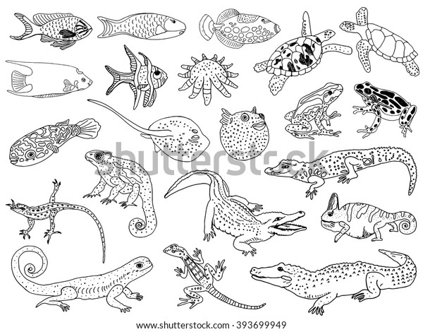 Collection Tropical Animals Marine Life Stock Vector (Royalty Free ...