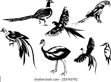 Collection of tropical birds isolated on white