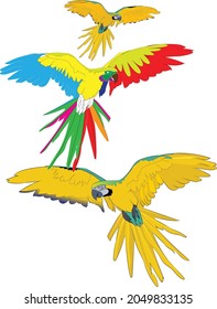 Collection of Tropical birds, parrots. Vector design isolated elements on the white background.