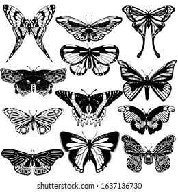 Collection of tropical butterflies and moths isolated on white. Vector hand drawn illustration of insects with wings. Elements for packaging, label, logo, icon design.