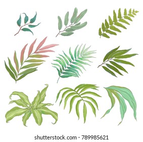 Collection of tropical colorful leaves, vector illustration in vintage style.