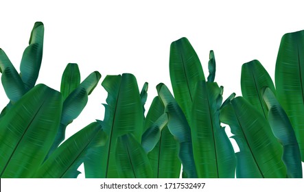 Collection tropical exotic palm leaf. Banana leaves from different angles. 3D realistic banana leaves with copy space for your text. Icon set. Vector illustration.