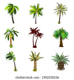 Collection of tropical forest, exotic fruitful tree, banana and coconut on plant. Vector nature, botanical and flora, desert island greenery, summer design isolated on white background