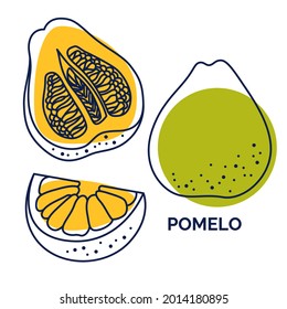 Collection of tropical fruit pomelo from contour and lines. Set of vector icons. Doodle illustration of exotic fruit