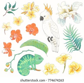 Flower Lis Stock Images Royalty Free Images Vectors