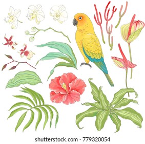 Collection of tropical hand-drawn design elements. Vector floral illustration with Parrot Sun Conure, leaves, flower Hibiscus, Orchid and Anthurium.