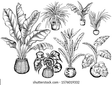 Collection of tropical house plants in decorative pots and straw baskets. Hand drawn black and white vector illustration.