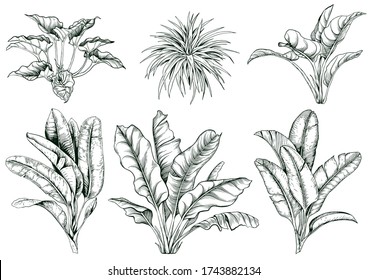 Collection of tropical large leaves and banana branches. Hand drawn vector illustration. Isolated elements for design.