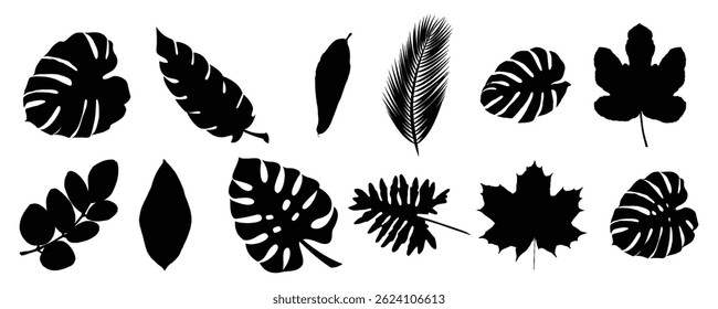 Collection of tropical leaf, monstera, palm, fig, maple, autumn  leaf vector on white background