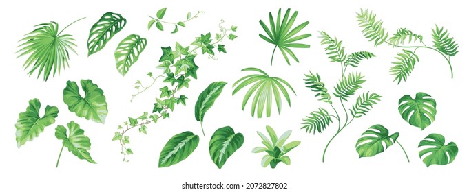 Collection of tropical leaves:  Brahea, Sabal, Rhapis, fun palm, ivy. Vector isolated elements on a white background. Realistic botanical illustration for wedding invitations. Exotic plants set.