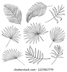 Collection of tropical leaves. Hand drawn illustrations of palm leaves. Vector isolated icons.