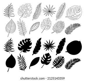 Collection of tropical leaves. Hand drawn illustrations of palm and monstera leaves. Vector isolated icons.