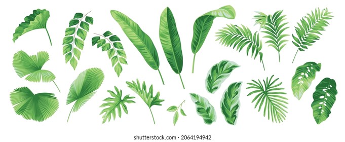 Collection of tropical leaves: howea, kentia, caryota, monstera, areca, chamaedorea, bamboo palm. Vector isolated elements on a white background. Realistic botanical illustration. Exotic plants set.