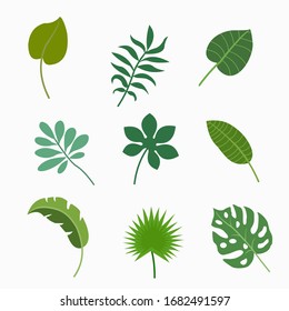Collection of tropical leaves. Isolated element on a white background. Vector illustration.