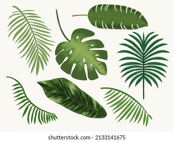 Collection tropical leaves isolated vector illustration drawing hand