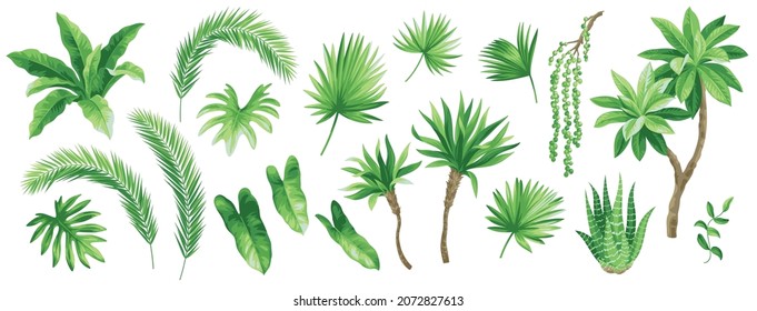 Collection of tropical leaves: Livistona, Raphia, Gasteria, Asplenium. Vector isolated elements on a white background. Realistic botanical illustration for wedding invitations. Exotic plants set.