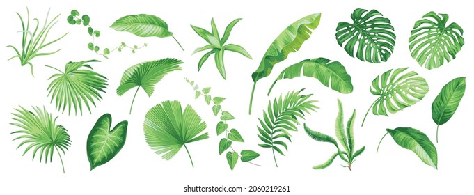 Collection of tropical leaves: monstera, banana palm and fun palm. Vector isolated elements on a white background. Realistic botanical illustration for decor, spa, cosmetics, menu, wedding invitation.