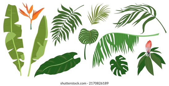 Collection of tropical leaves of various plants isolated on white background. Set of exotic foliage of different size and color. Natural design elements. Colorful flat vector illustration.