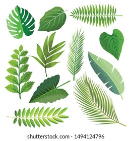 Collection of tropical leaves Vector