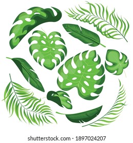 Collection of tropical leaves. Vector isolated fragments on a white background.
