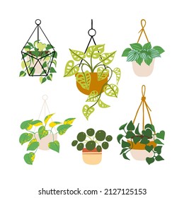 Collection of tropical monstera, philodendron, pothos in hanging pots. House plant cartoon vector illustration set.