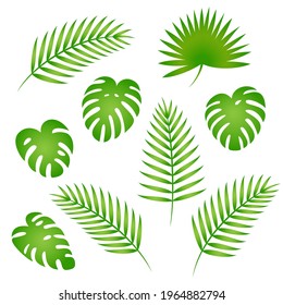 Collection of tropical palm tree leaves. Isolated on white. Vector illustration.