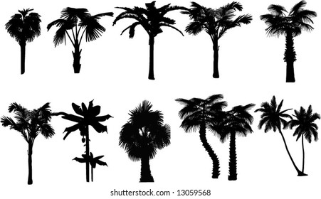 The collection of tropical palms. Vector.