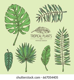 Collection of tropical plant and  tropical leaves. Vector set hand drawn illustration.