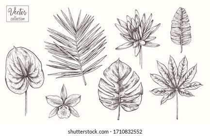 Collection of tropical plants, leaves and flowers. Vector Hand Drawn Sketch Botanical Illustration. Highly detailed plant. Palm leaves. Monstera, orchid, lily, Anthurium 