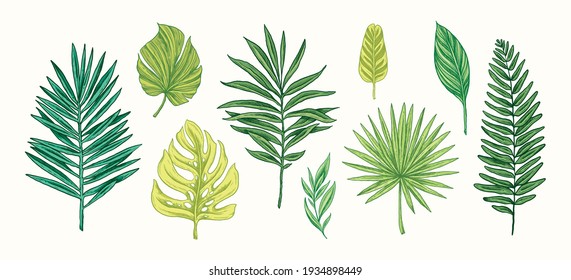 Colección de plantas y hojas tropicales. Ilustración botánica de esbozo dibujado a mano del vector. Planta muy detallada. Hojas de palma, monstera. Impresión botánica exótica. Plantilla de diseño