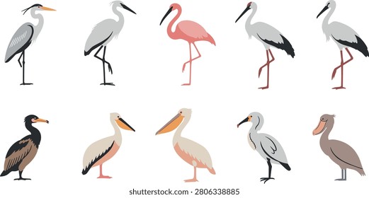 Collection of tropical wading birds vector illustrations featuring flat flamingo pelican heron stork crane egret spoonbill and cormorant wildlife elements.