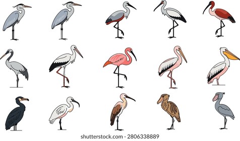 Collection of tropical wading birds vector illustrations featuring outlined heron flamingo pelican stork ibis crane and shoebill wildlife graphics.
