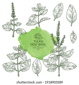 Collection of tulasi: holy basil plant and tulasi leaves. Sacred plant. Cosmetic and medical plant. Vector hand drawn illustration