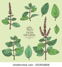 Collection of tulasi: holy basil plant and tulasi leaves. Sacred plants. Cosmetic and medical plants. Vector hand drawn illustrations